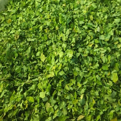 Green Moringa Dried Leaves - Cultivation Type: Organic