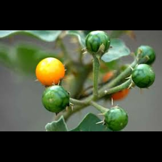 Poison Berry Extract (Solanum indicum) 