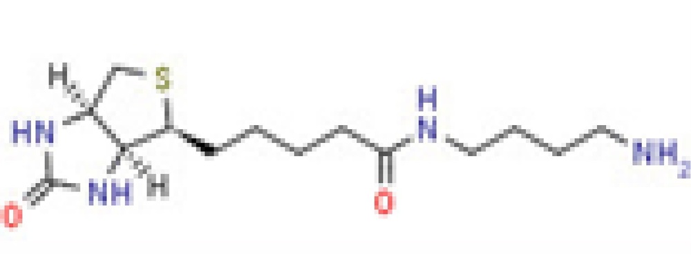 N-(4-Aminobutyl) biotinamide