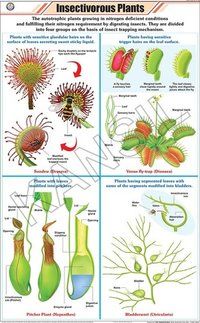  कीटभक्षी पौधे चार्ट