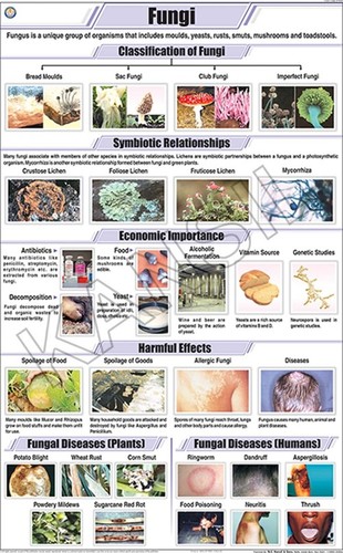 फंगी चार्ट आयाम: 58 ए 90 सेंटीमीटर (सीएम)