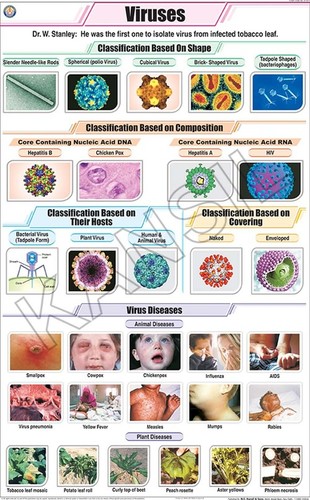 वायरस चार्ट आयाम: 58 A 90 सेंटीमीटर (Cm)