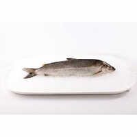 Frozen White Fish