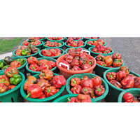 Red Pepper