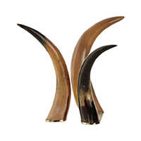 Natural Horn Sculptures - Color: Brown