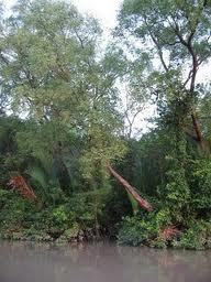 Sundarban Honey