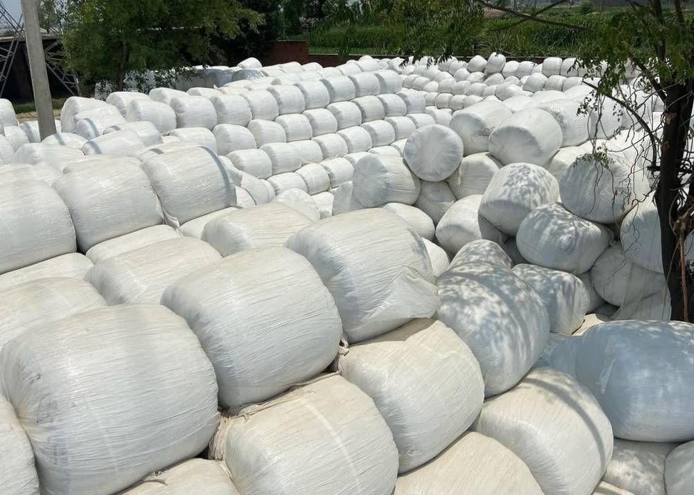 Cow Silage - Color: White