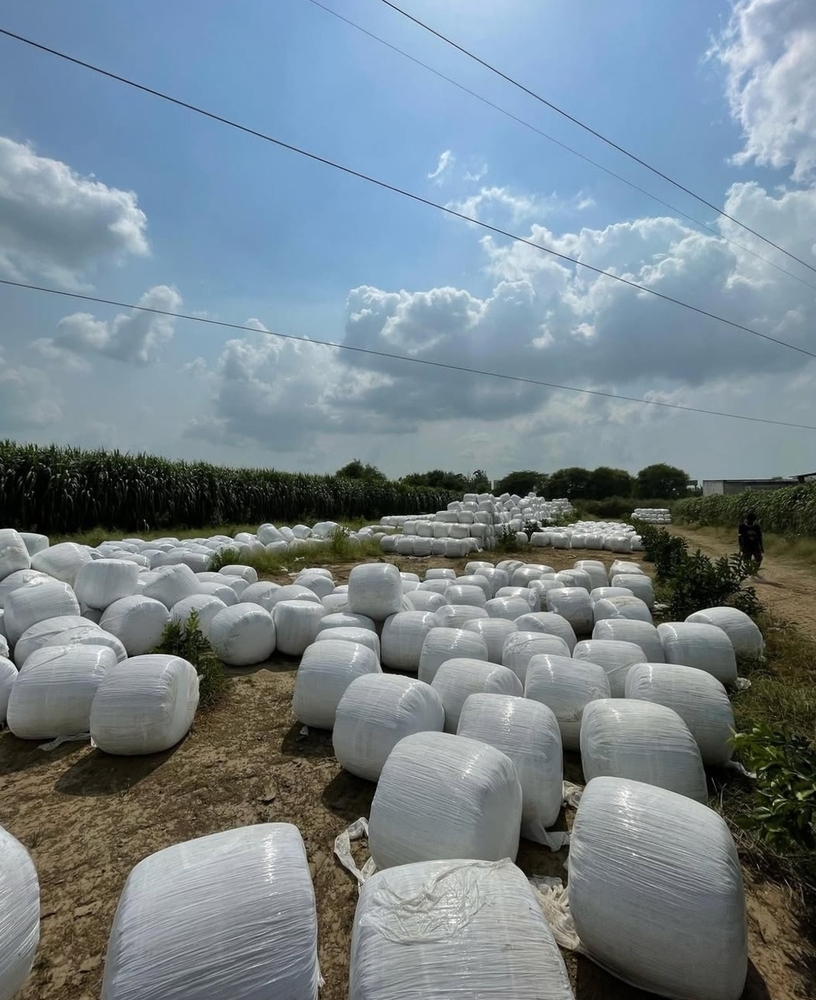 Cow Silage - Color: White