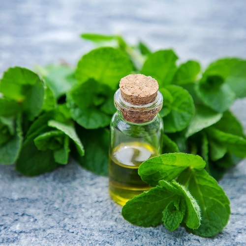 Brahmi Essential Oil