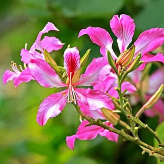 Bauhinia Purpurea Extract 