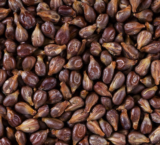 Grape Seed Oil - 100% Pure Cold-pressed | Multi-use For Skin Care, Hair Care, Cooking, And Wellness