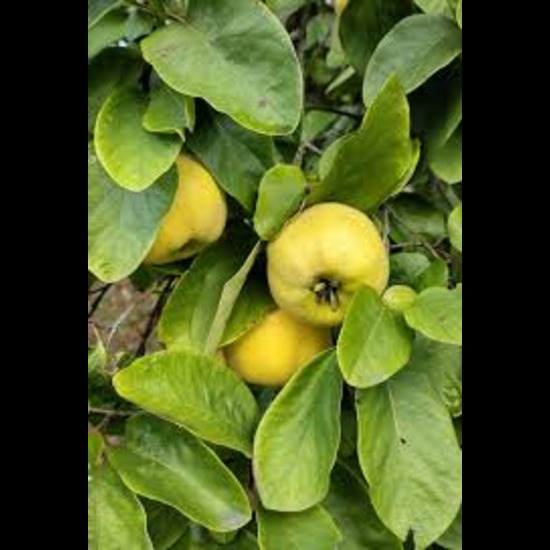 Bhindana - quince Extract (cydonia oblonga)