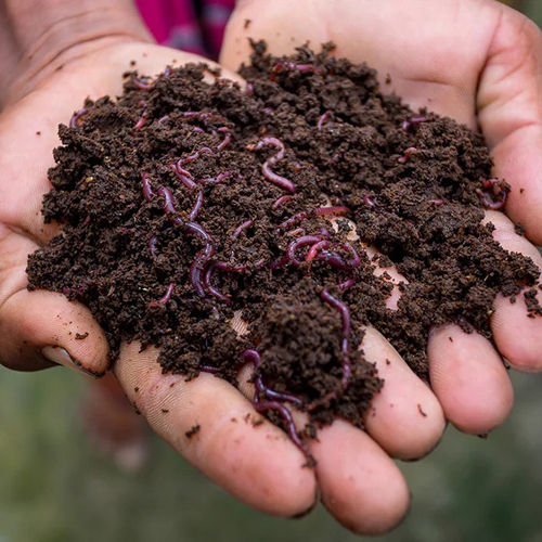 Agro Vermicompost Powder