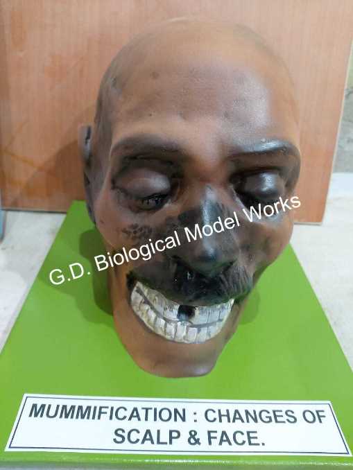 Forensic Model Mummification : Changes Of Scalp And Face - Color: Cream