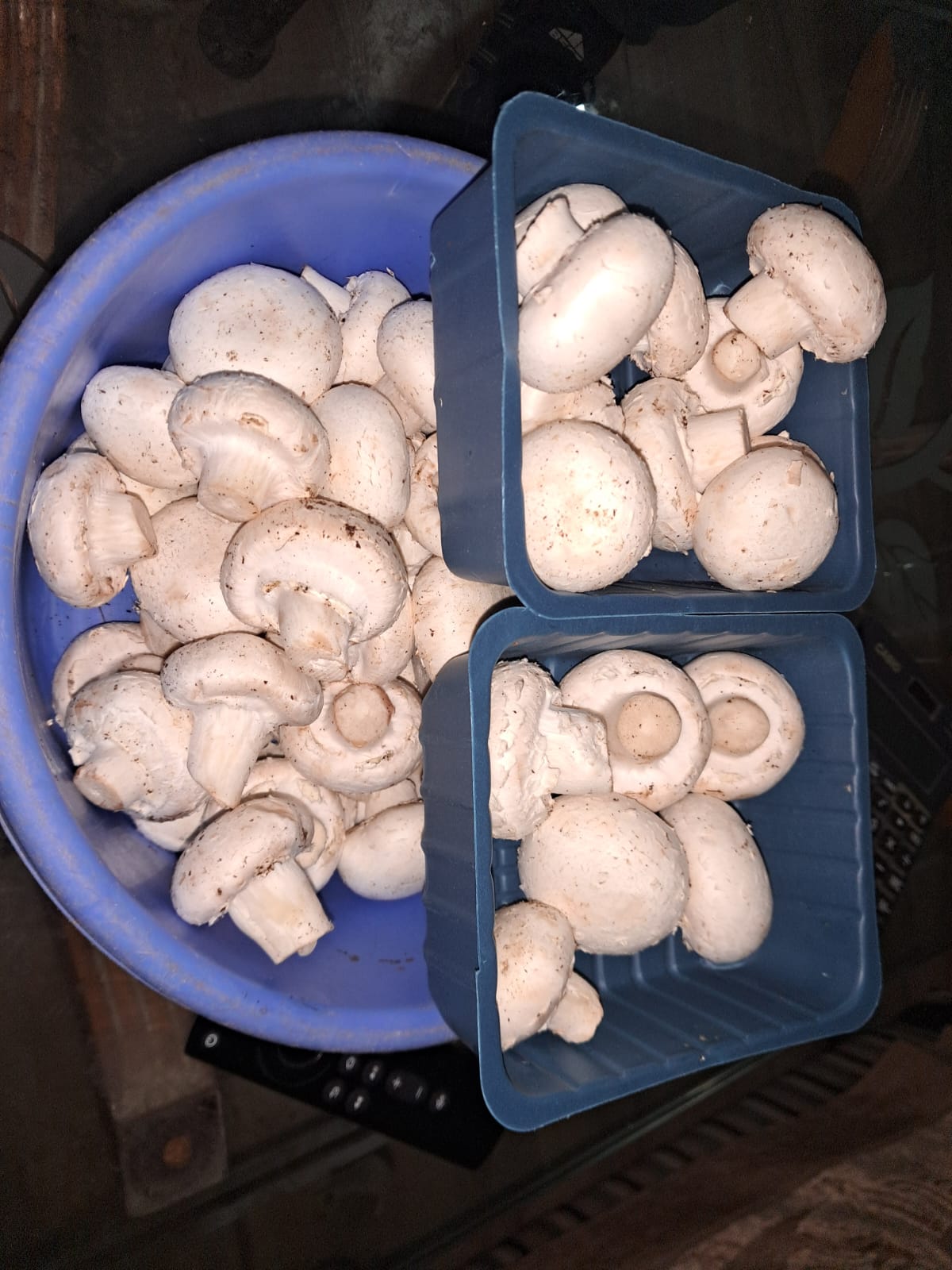 White Mushroom - Grade: Food