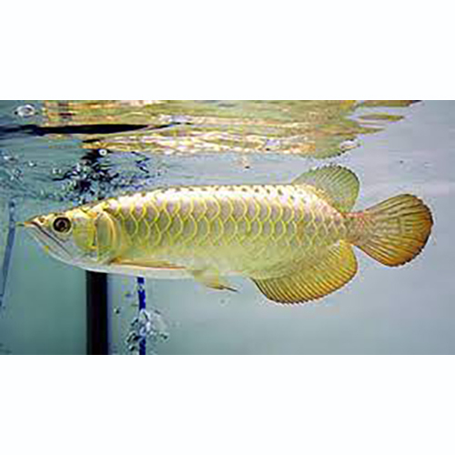 Golden Pearl Arowana Fish