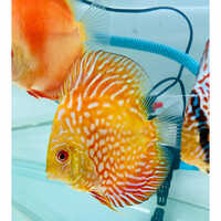 Discuss Fish