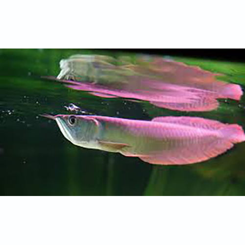 Silver Arowana