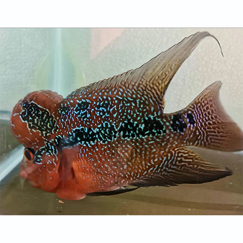 Red Kamfa Flowerhorn Fish