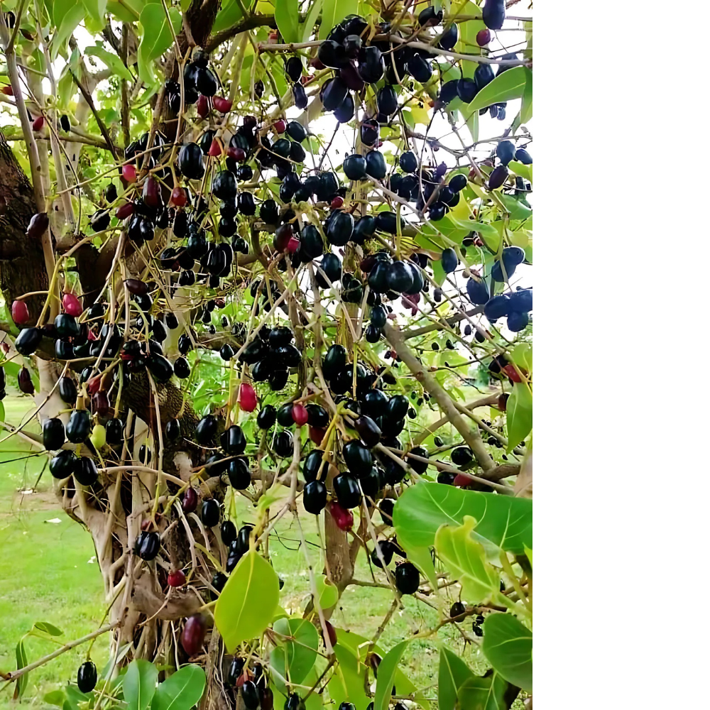 Jamun Powder