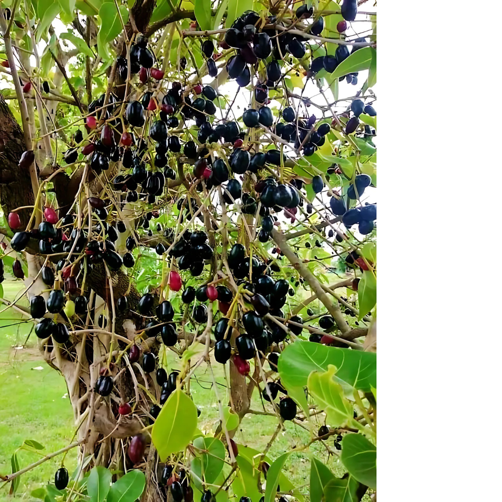 Jamun Powder - Cultivation Type: Organic