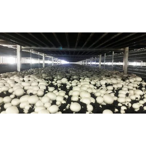 Mushroom Air Conditioning Plant - Automatic Grade: Semi-Automatic