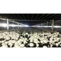 Mushroom Air Conditioning Plant - Automatic Grade: Semi-automatic