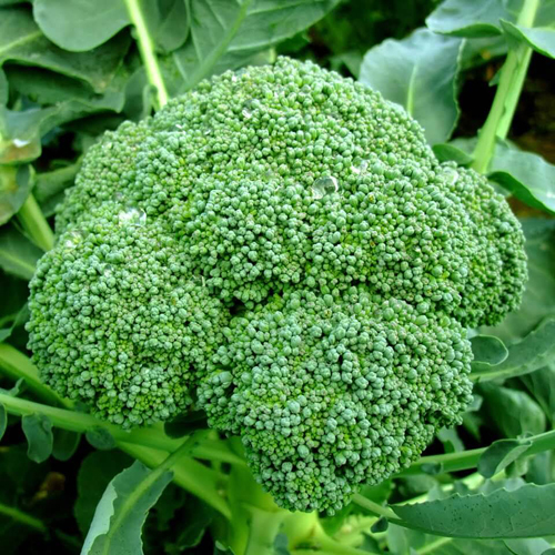Fresh Broccoli By Panacea Egypt Export And Import