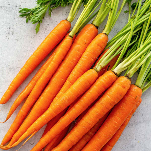 Fresh Carrot - Moisture (%): 5% - 10%