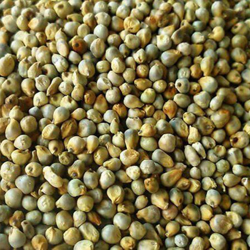 Green Millets - Purity: High