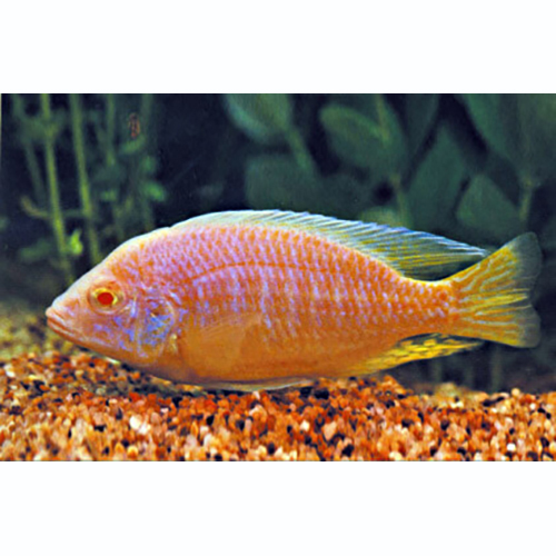 African Malawi Cichlid