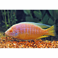 African Malawi Cichlid - Capacity: N/a (dependent On Tank Size And Fish Count)