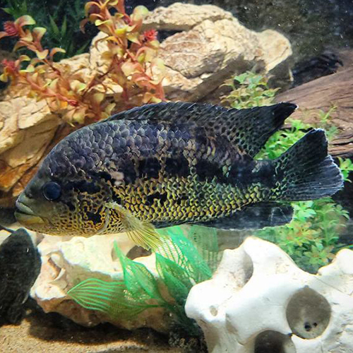 Jaguar Cichlid T Fish