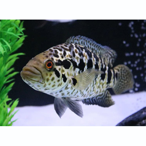 Jaguar Cichlid Fish