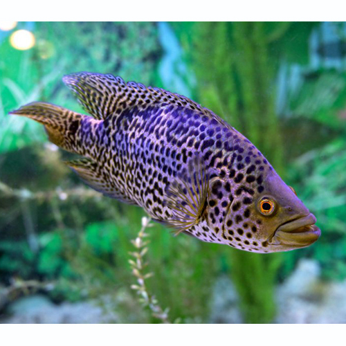 Jaguar Cichlid