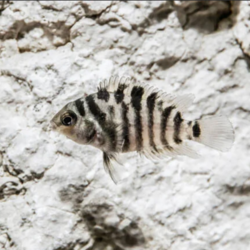 Convict Cichlid Nigrofasciata Fish