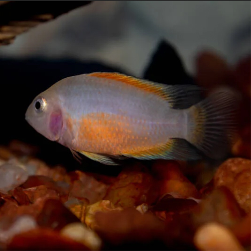 Convict Cichlid Fish