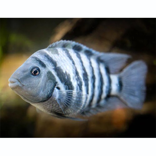 Convict Cichlid