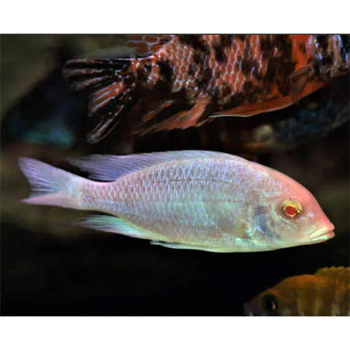 Convict Cichlid Amatitlania Fish