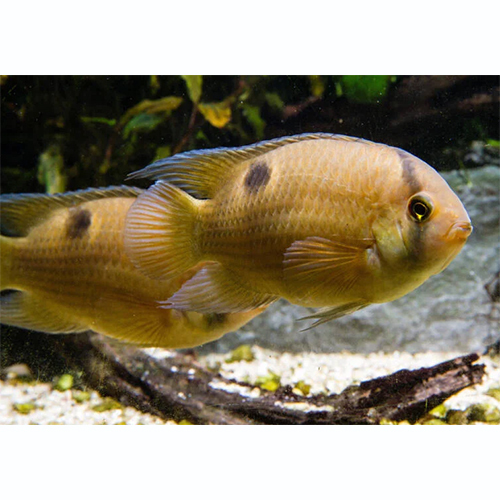 Keyhole Cichlid Fish