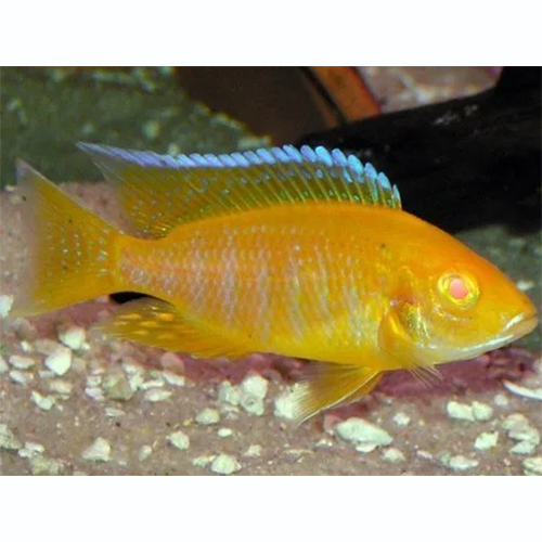 Yellow banana Cichlid Fish