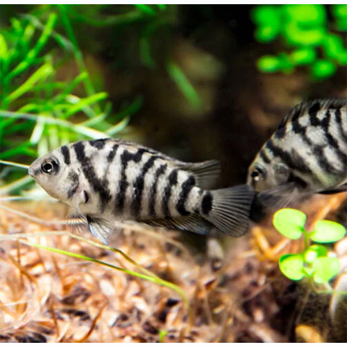 Zebra Cichlid Fish