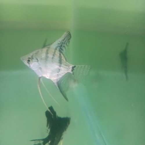 Ghost Angel Fish