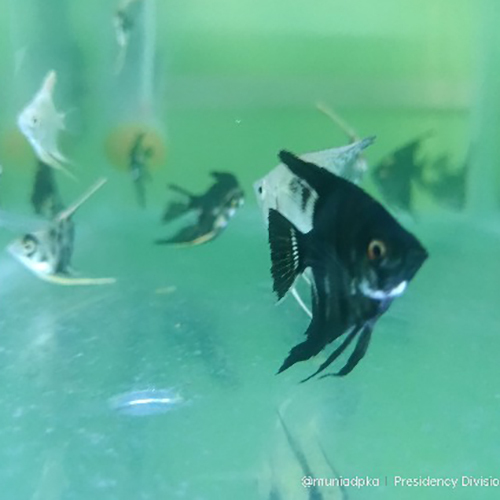 Black Marbel Angel Fish