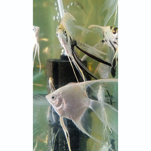 Albino Angel Fish - Product Type: Aquariums