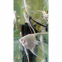 Albino Angel Fish - Product Type: Aquariums