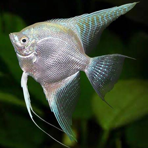 Silver Angel Fish