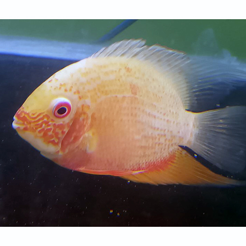 Severum Fish