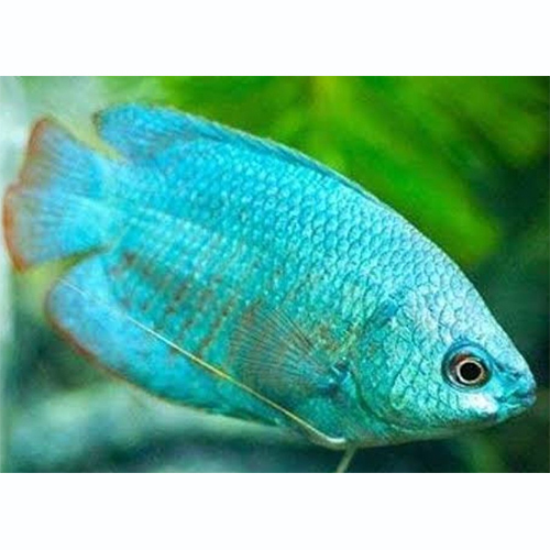 Blue Lily Fish - Capacity: Suitable For Most Aquariums