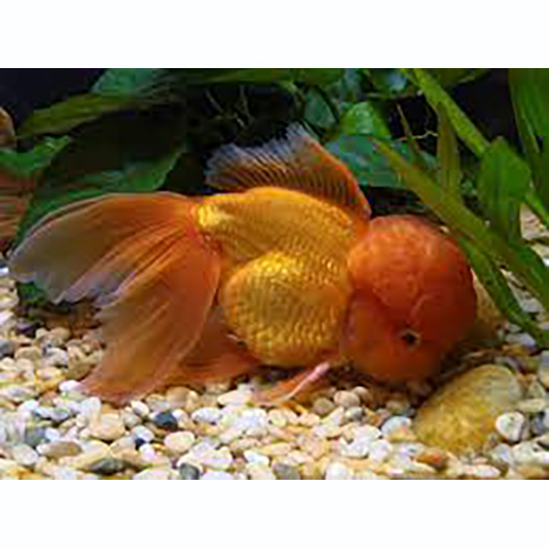 Oranda Fish